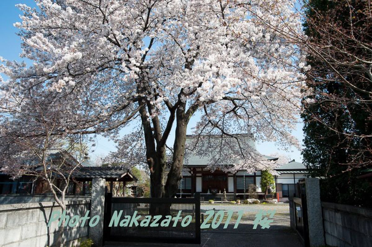 林泉寺の桜